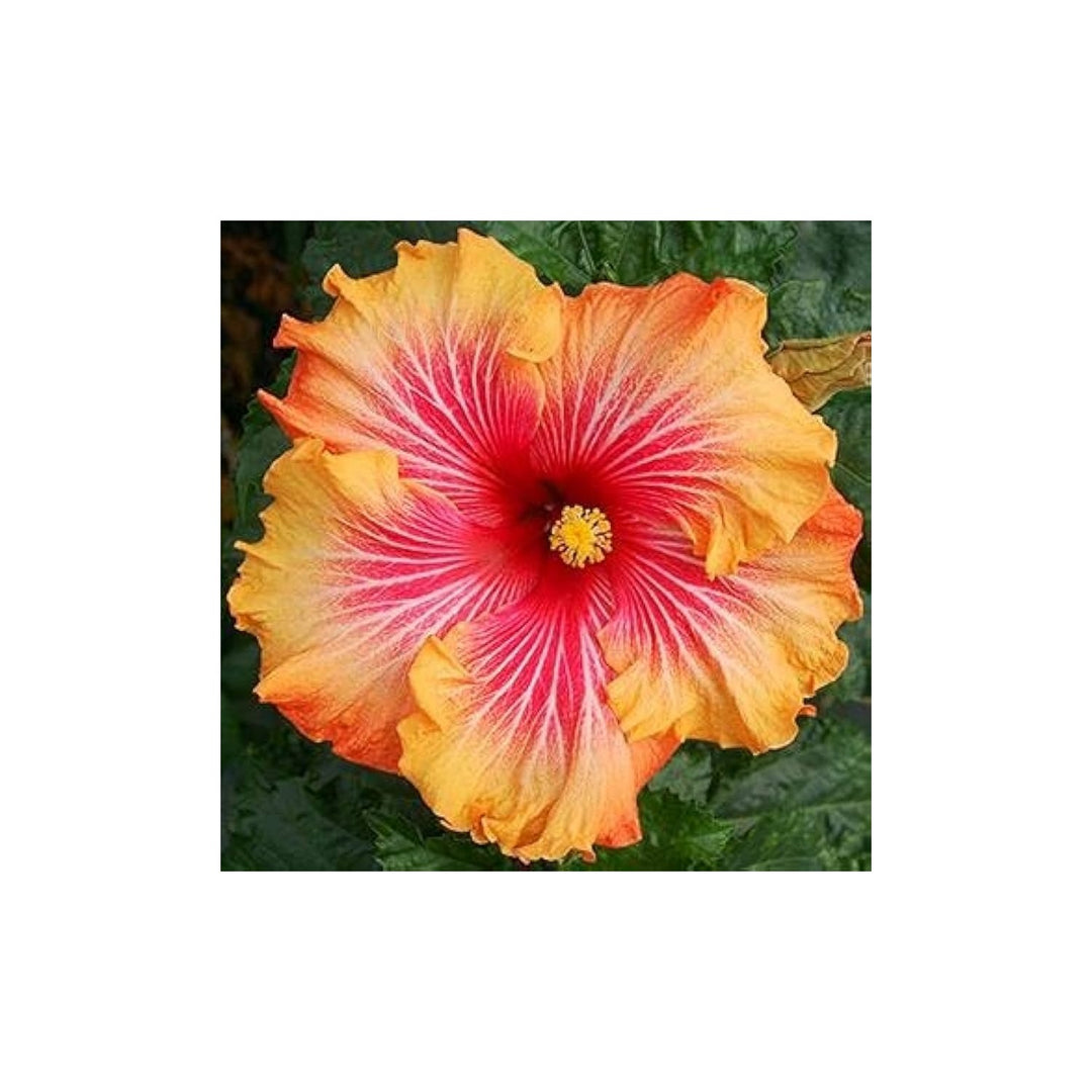 Orange Pink Hibiscus Flower Sunset Beauty Giant Exotic Variety For Planting Flower Seeds for Home [neera-v5-59c08c7e4c1b6d38dedf]
