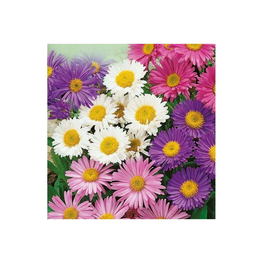 Aster Alpinus Mixed Aster Alpinus Flower For Ornamental Planting And Backyard Borders Flower Seeds [neera-v5-59dac6d203329f410d16]
