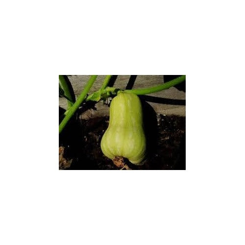 Sweet Pepper Seeds for Planting [neera-v5-59e856221fda76567b26]