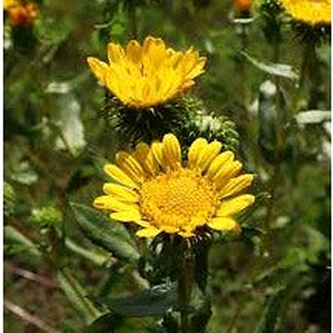 Organic Heirloom Grindelia Flower Seeds for Planting [neera-v5-59f15229472890cdae9e]