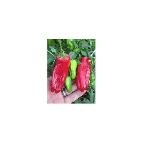 Heirloom Aleppo Pepper Vegetable Seeds [neera-v5-59f3f105c124158b4f6b]