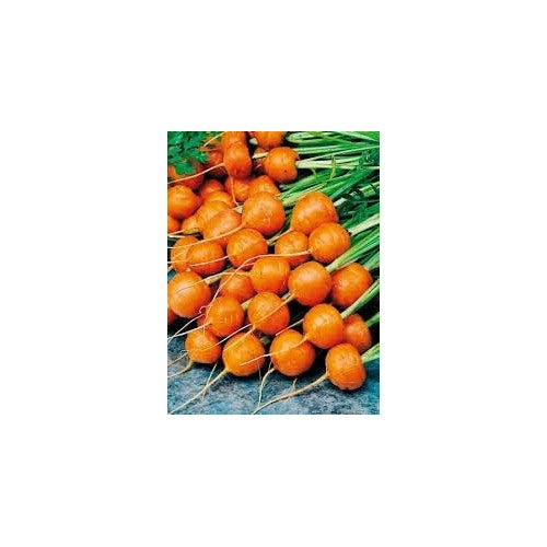 Parisian Carrot Seeds for Planting [neera-v5-59fd23240c0686bd7a49]