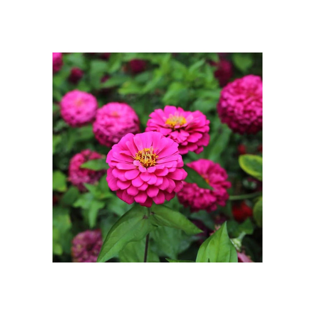 Pink Zinnia Luminosa Giant Bright Flower Flower Seeds for Home Garden Planting, Premium Organic [neera-v5-59ff5fc996dddff8f49e]