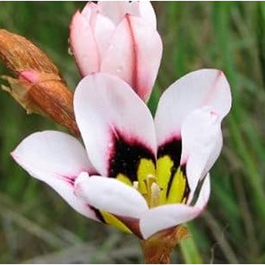 White Yellow Sparaxis Flower Seeds [neera-v5-5a01b864c5d3720ceefc]