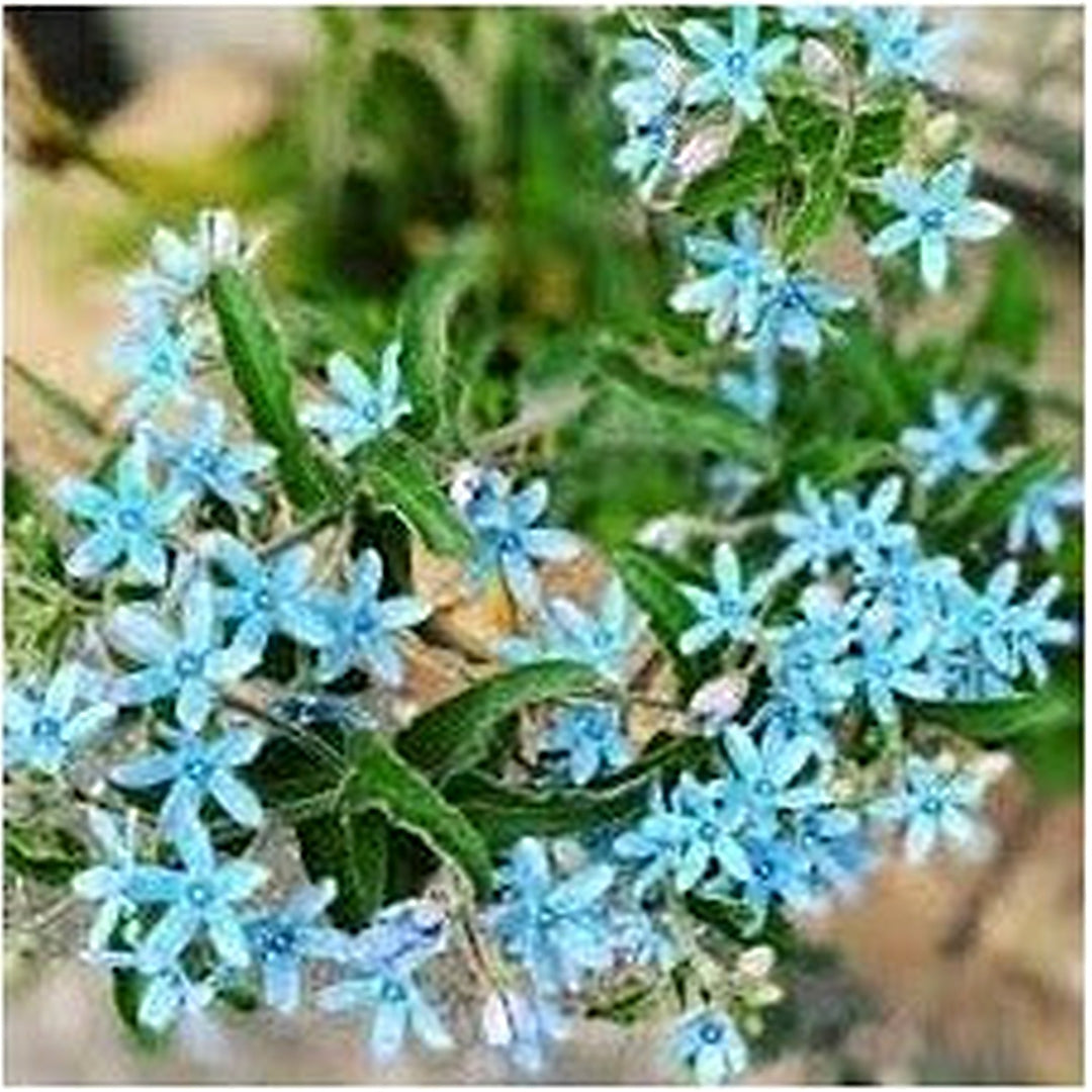 Tweedia Flower Planting Seeds for Garden [neera-v5-5a02bcccc60cebe374ee]