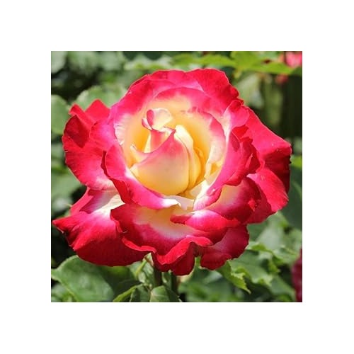 Dragon Rose Pink Yellow Plant Seeds for Planting Non-GMO Heirloom Garden Seeds for Home and Outdoor Growing [neera-v5-5a0f8e15c130331031b6]