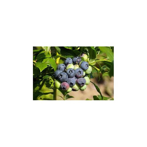 Southern Highbush Blueberries Fruit Seeds [neera-v5-5a15c0a6439fb85f2a13]