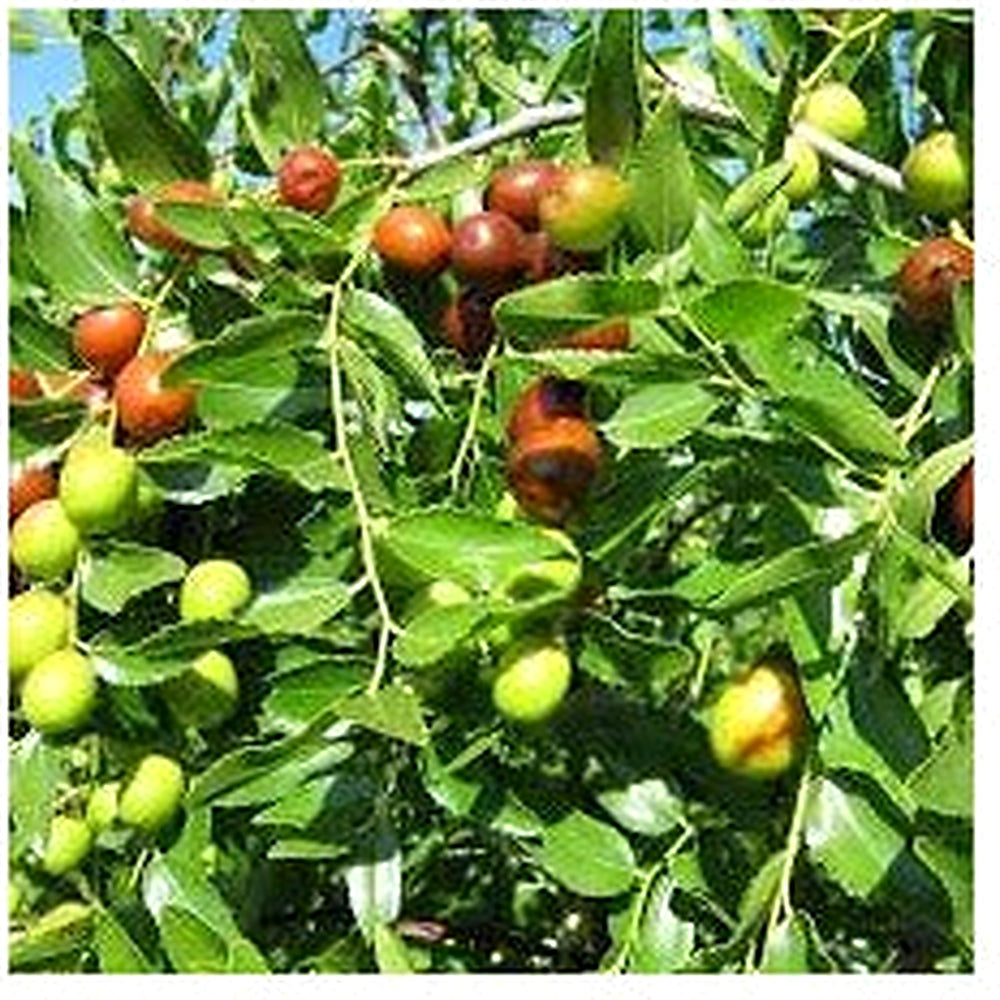 Orange Ziziphus Spinosa Fruit Seeds for Planting [neera-v5-5a1fd5cb1d51ded76b80]