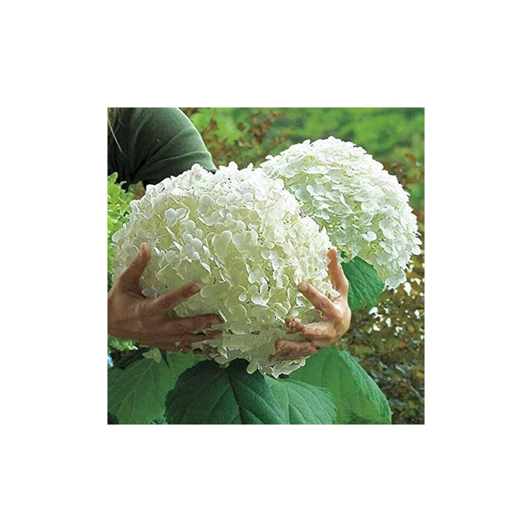 Hydrangea Hydrangea Macrophylla Flower For Planting In Backyard Gardening Borders Flower Seeds for [neera-v5-5a21b41b18e45a705d54]