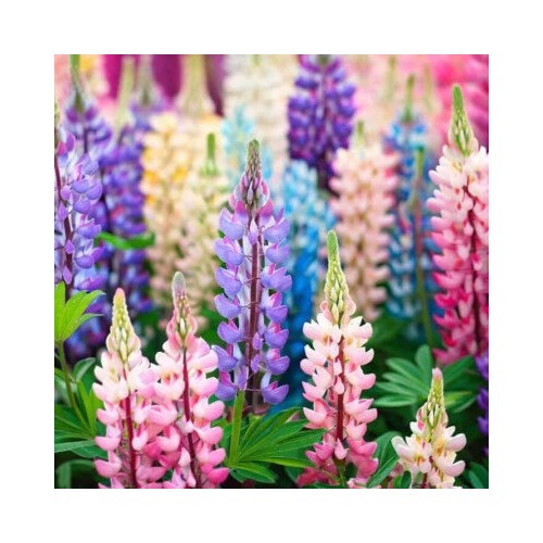 Pixie Delight Lupine Planting Non Gmo Store Heirloom Flower Seeds Home Garden Planting, [neera-v5-5a21f063054a071372cf]