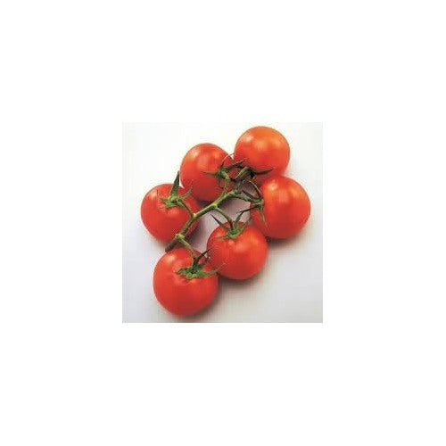 Mountain Tomato Vegetable Seeds for Planting [neera-v5-5a29d8560211f18947c3]