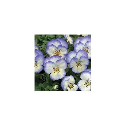 Heirloom Pansy Heartsease Flower Seeds for Planting [neera-v5-5a29f21cd81eafd062f0]