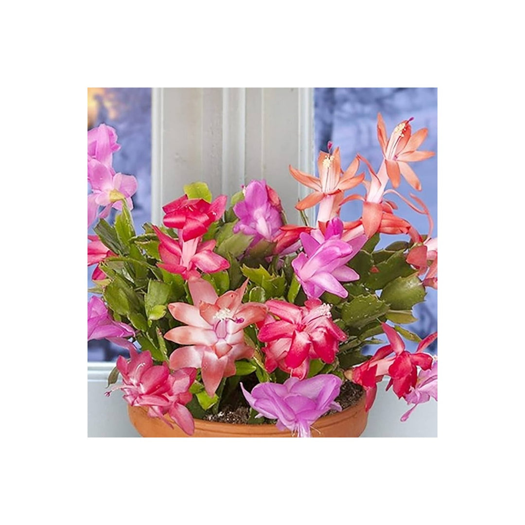 Schlumbergera Flower Heirloom Non Gmo Planting Flower Seeds for Home Garden Planting, Decorative [neera-v5-5a2aa4356fc0b5db352e]