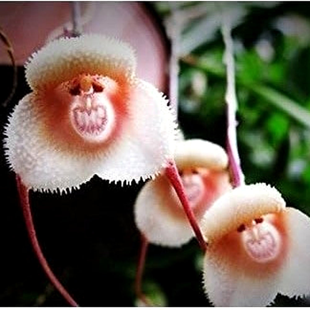 White Orange Orchid Seeds for Planting | Organic, Heirloom, Non-GMO Flower Seeds [neera-v5-5a2d382934eba7aeaacb]
