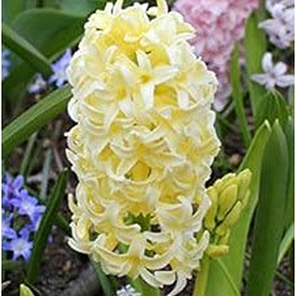 Heirloom Non-GMO Light Yellow Hyacinth Flower Seeds for Fragrant Spring Gardens and Outdoor Planting [neera-v5-5a2fdd23b4f31d5bfec2]