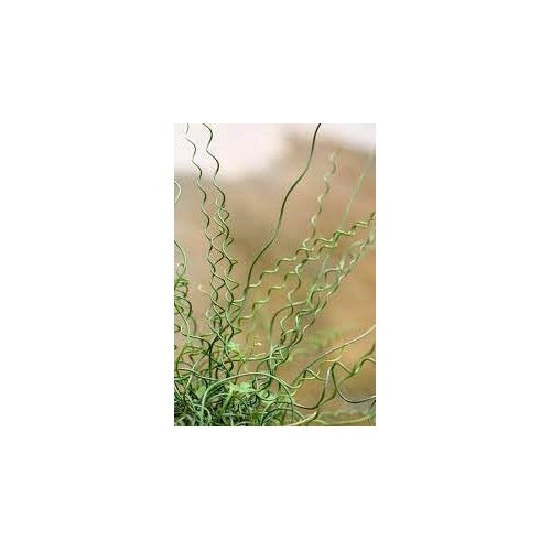 Heirloom Non-GMO Spiralis Plant Seeds for Planting [neera-v5-5a358a0ab54f478c030a]
