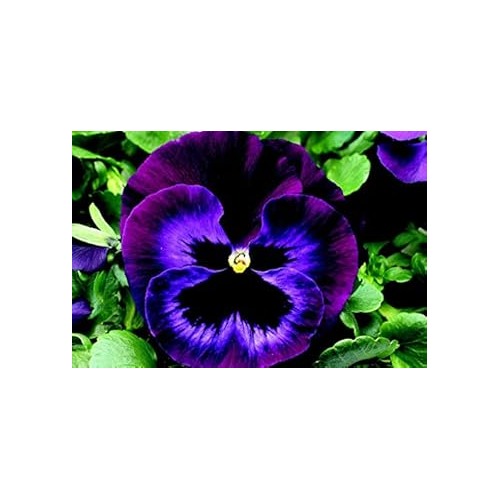 Pink Violet Pansy Seeds for Planting [neera-v5-5a39a929e756a634c8ef]