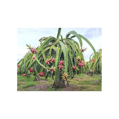 Pitaya (Dragon Fruit) Seeds for Growing [neera-v5-5a3db88061212ea98097]