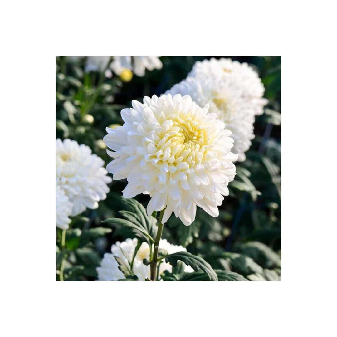 Aster Chrysanthemum Perennial Flower For Indoor And Outdoor Garden Planting Flower Seeds for Home [neera-v5-5a464cff3a50e654c3a7]