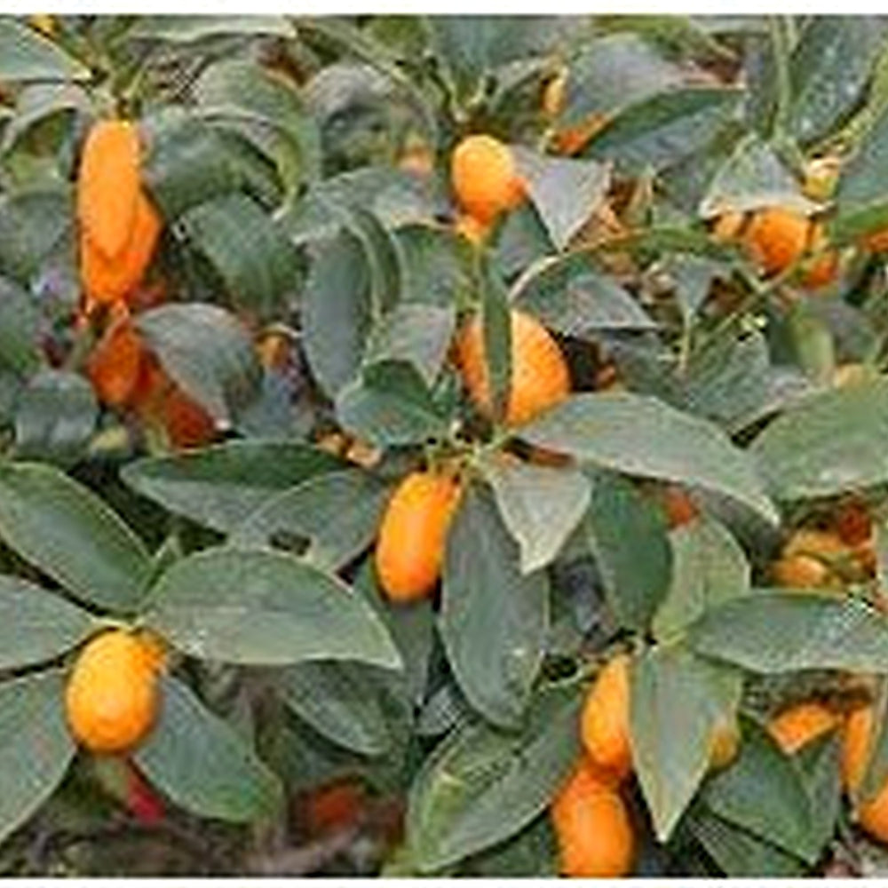 Sweet Cherry Lime Tree Seeds for Planting [neera-v5-5a4a3b7deef88b602614]