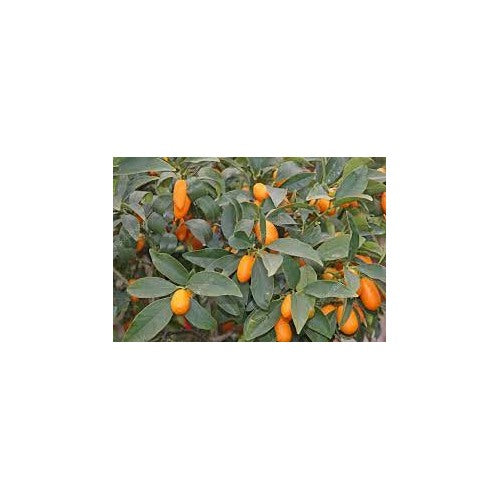 Sweet Cherry Lime Tree Seeds for Planting [neera-v5-5a4a3b7deef88b602614]