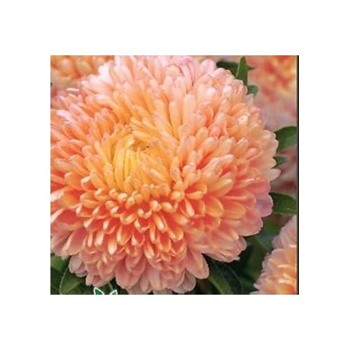 White Orange Aster Flower Seeds for Planting [neera-v5-5a4beca20e3c9e0c9885]