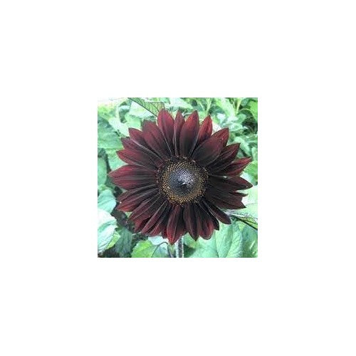 Sunflower Plant Seeds Heirloom Non GMO Planting [neera-v5-5a5acfbed0ddd730a511]