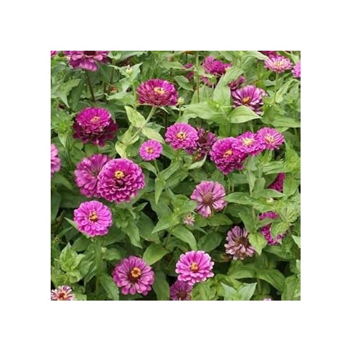 Deep Pink Zinnia Elegans Flower Seeds for Planting [neera-v5-5a604d22af2e1adb870b]