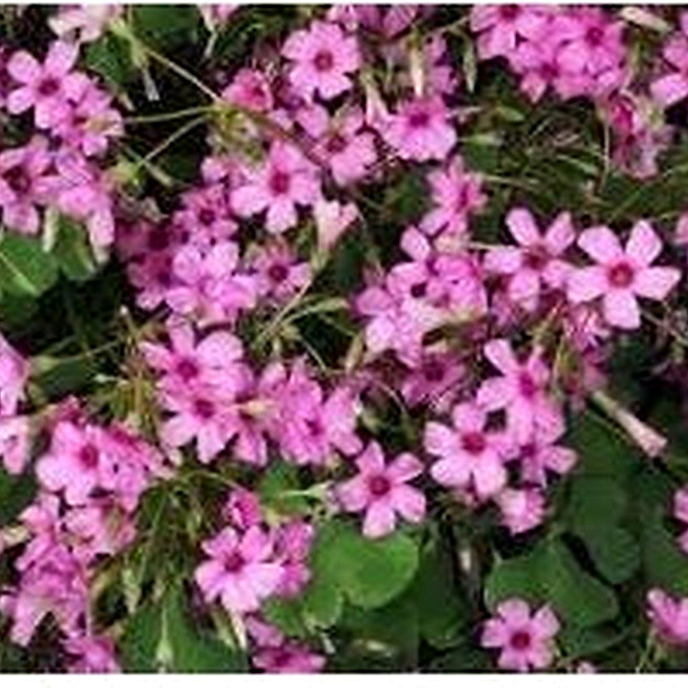 Oxalis Articulata Flower Seeds [neera-v5-5a834b13b52db01d6934]