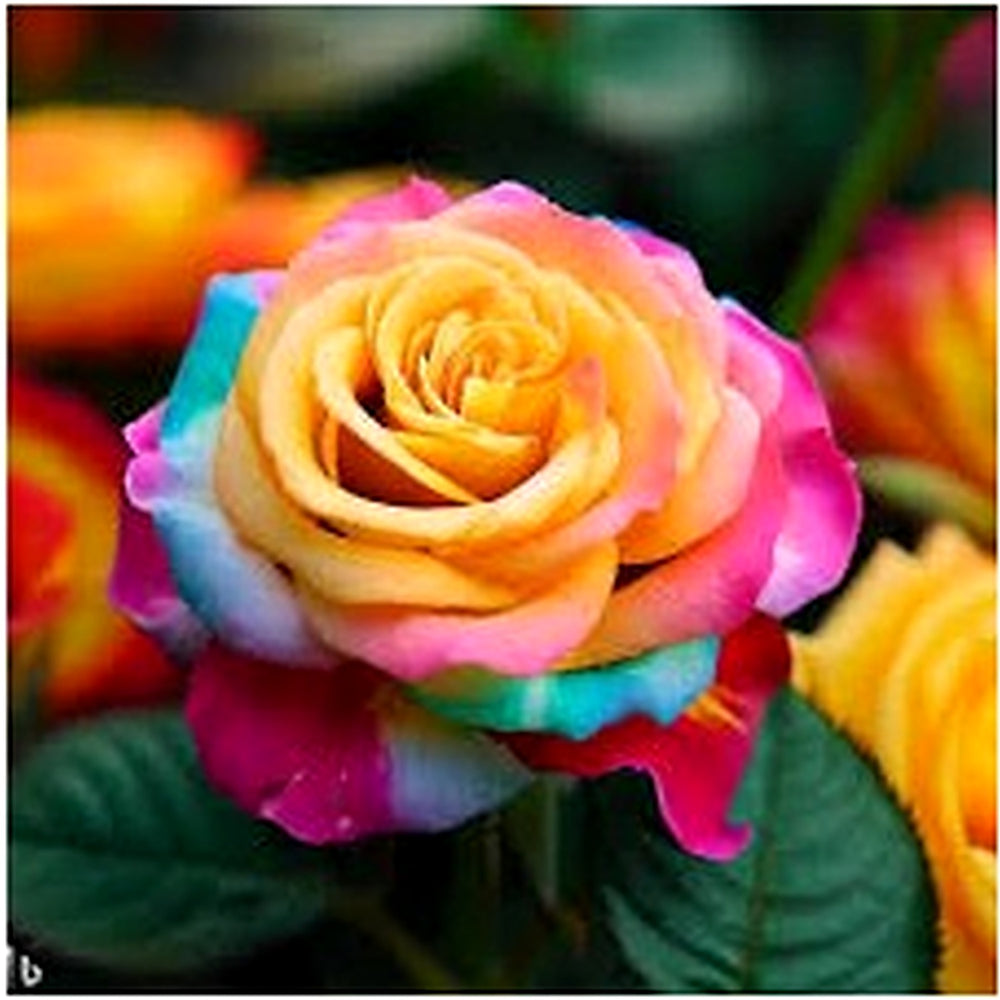 Mixed Rose Rainbow Bonsai Plant Seeds [neera-v5-5a84c181c1dfcf460935]