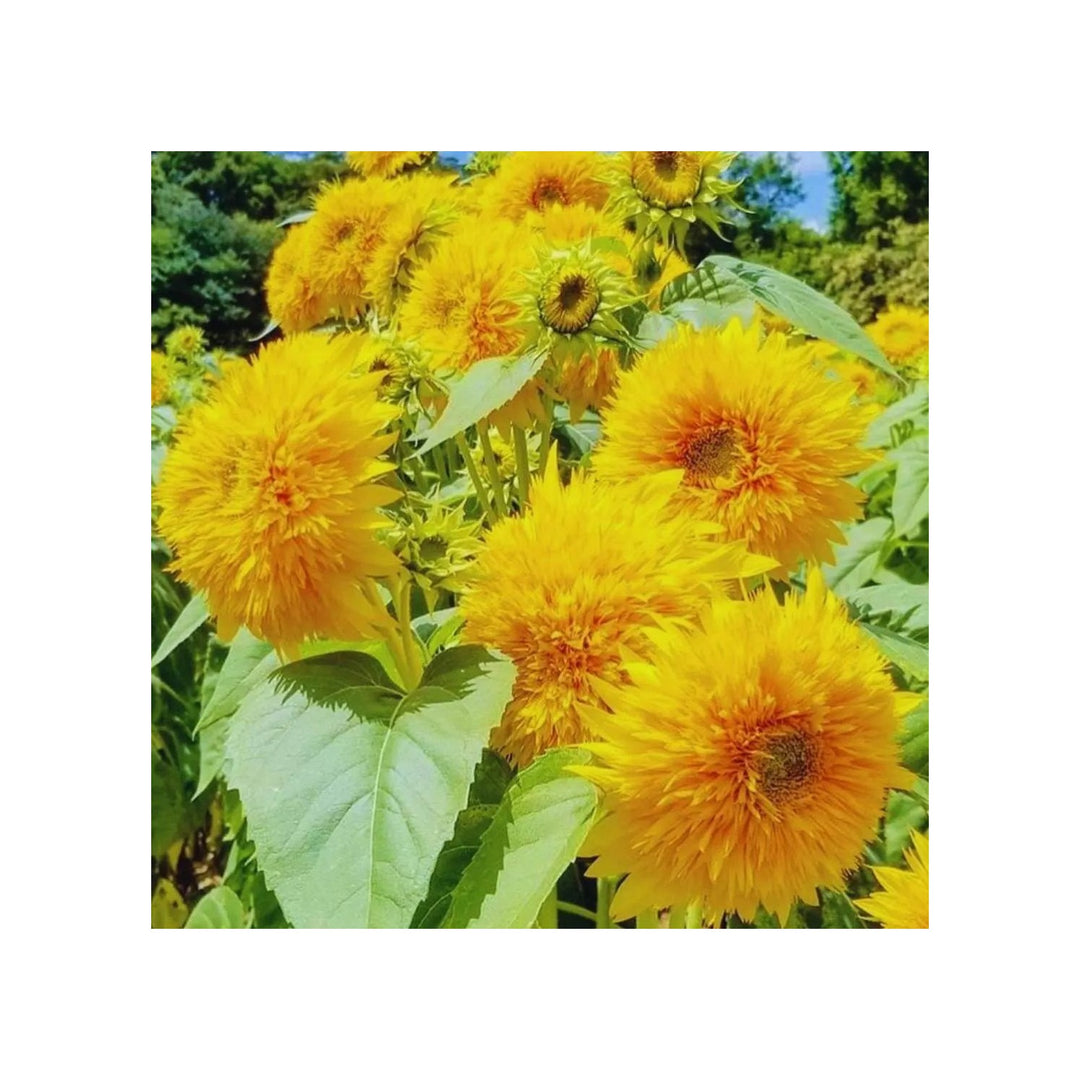 Yellow Teddy Sunflower For Planting Compact Fluffy Blooms For Gardens Pots Flower Seeds for Home [neera-v5-5a8bab1c1f990ccea776]