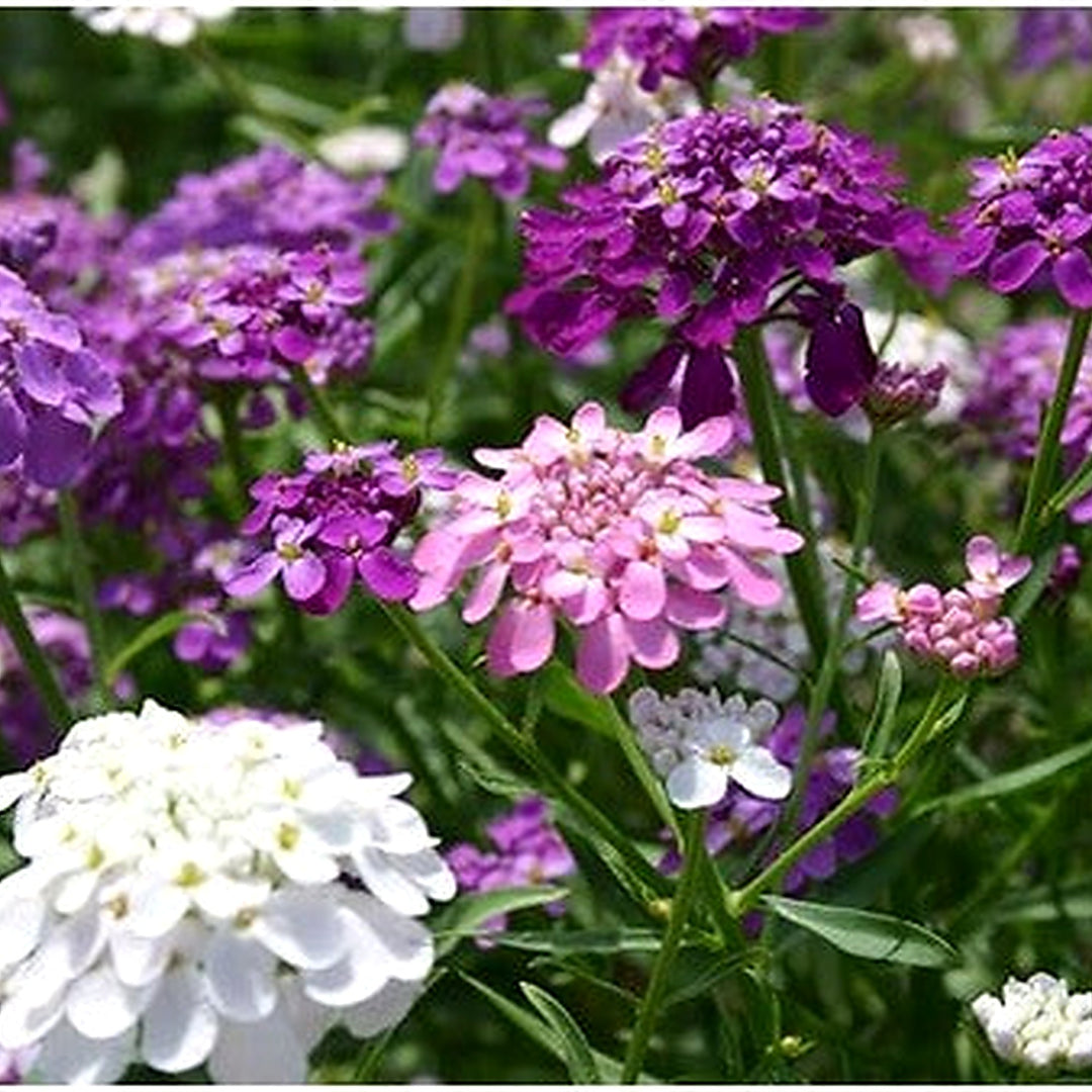 Dwarf Candytuft Fairy Mix Flower Seeds Home Garden Planting, Landscape Organic Blooming [neera-v5-5a93daca14d2e6d9d0d0]