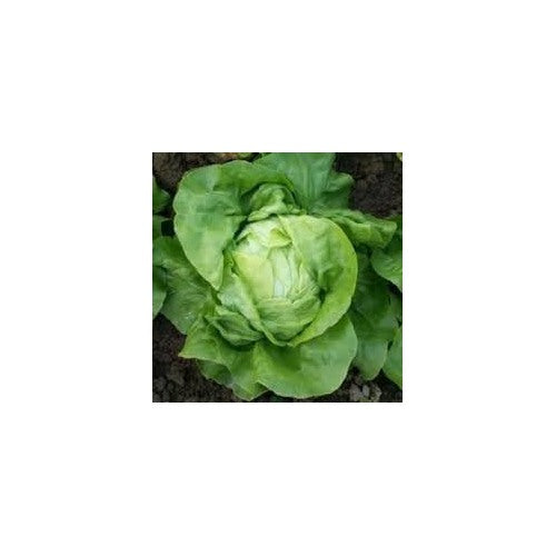 Lettuce Seeds for Planting [neera-v5-5a9779b6b1e5a81c141f]