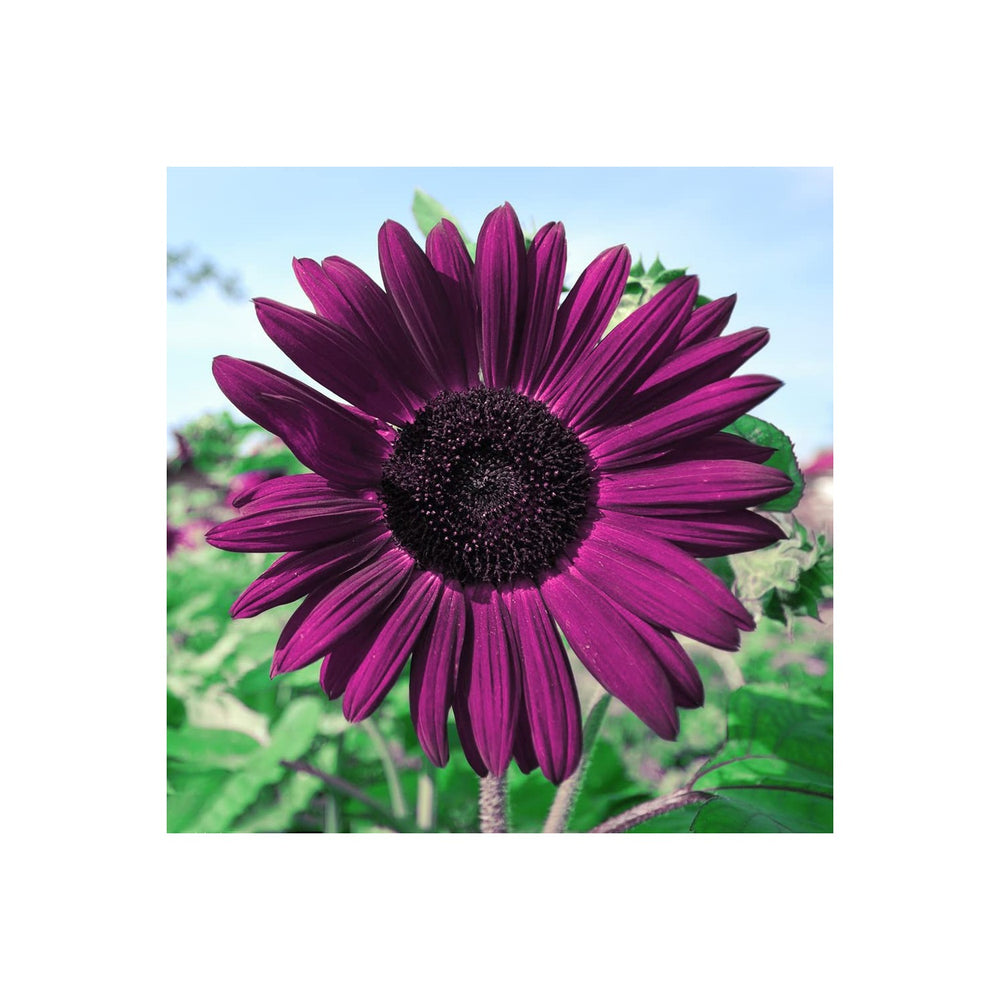 Purple Deep Sunflower For Planting Unique Non Gmo Garden Blooms Heirloom Flower Seeds for Home [neera-v5-5aa8a2ab62ecb0b14326]