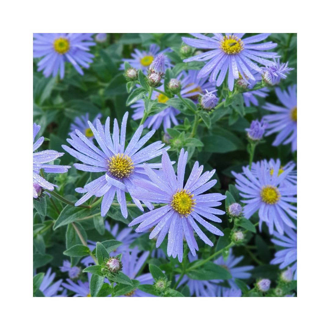 Blue Organic Heirloom Non Gmo Frikartii For Planting Garden Aster Blooms Flower Seeds for Home [neera-v5-5aadea0d7891dd039116]