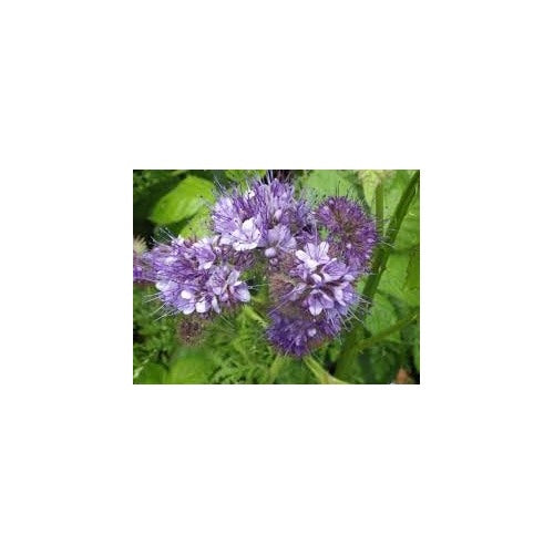 Heirloom Phacelia Flower Seeds for Garden Planting, Non-GMO, Bee-Friendly Blooms for Wildflower Beds [neera-v5-5aae59ec453969494836]