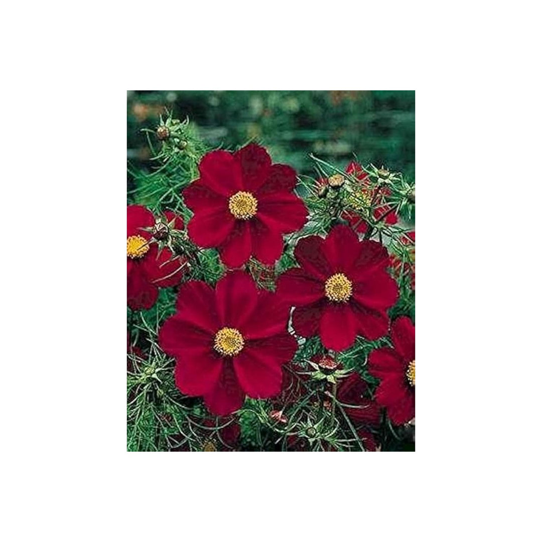 Double Cosmos Cosmos Bipinnatus Flower For Planting In Home Garden Backyard Flower Beds Flower [neera-v5-5ab2007d5c55785c16ca]