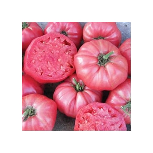 Pink Tomato Seeds for Planting [neera-v5-5ab7a992b78caf3b645a]