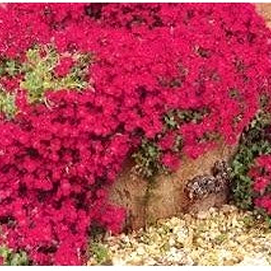 Organic Heirloom Red Aubrieta Rock Cascade Seeds for Planting [neera-v5-5ac569220964ac58682b]