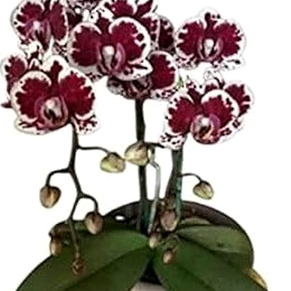 Maroon White Phalaenopsis Orchid Flower Seeds for Planting [neera-v5-5aca9bc1c4d346e3e990]