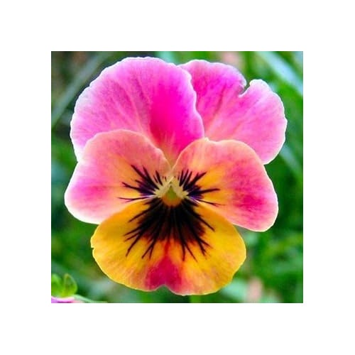 Pink Yellow Pansy Seeds for Planting [neera-v5-5acbfe5032e9a0dabb53]