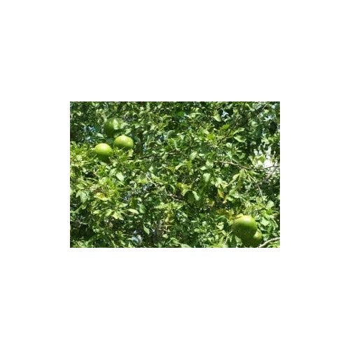 Stone Apple Seeds for Planting [neera-v5-5adcedb1d7319e79220e]