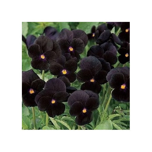 Heirloom Non-GMO Black Pansy Flower Seeds [neera-v5-5ae41fd941b6da630a47]