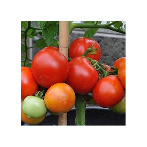 Heirloom Mixed Giant Monster Tomato Seeds for Planting [neera-v5-5ae88b8c2cdfe8ac97b5]