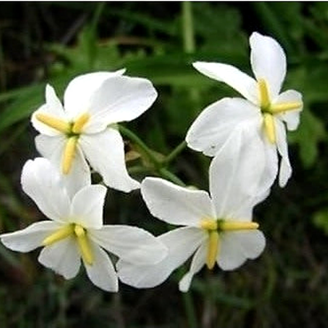 White Leucocoryne Flower Seeds for Planting [neera-v5-5ae8a8638eebf4a95c26]