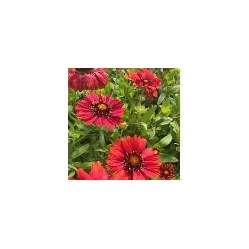 Heirloom Non-GMO Gaillardia Aristata Flower Seeds for Planting [neera-v5-5aea77d1565b8b6a78fc]