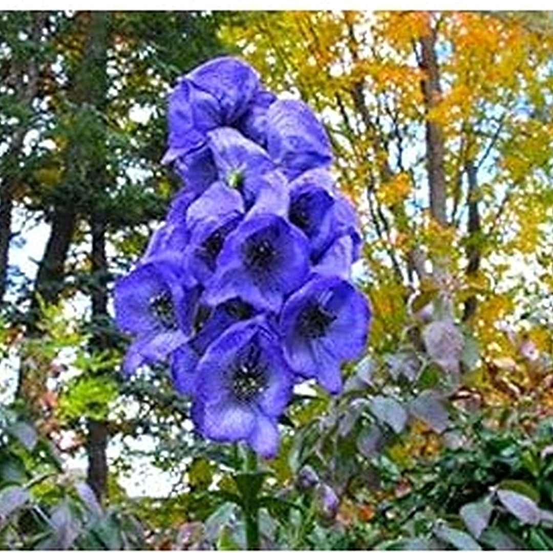 Blue Monkshood Flower Seeds for Planting [neera-v5-5afda178de0565789b3d]