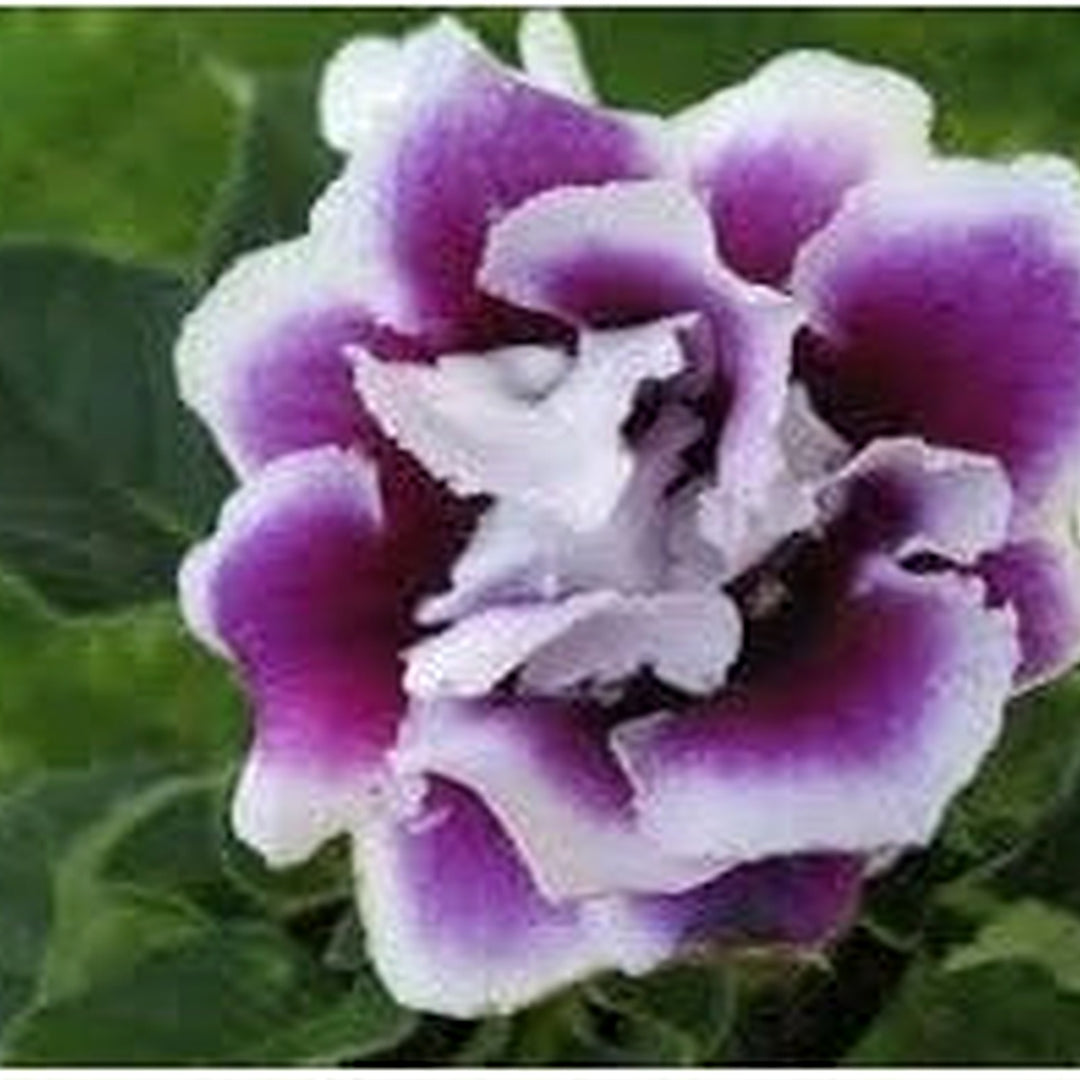 Gloxinia Flower Heirloom Non Gmo For Planting Flower Seeds for Home Garden Planting, Ornamental [neera-v5-5b0d0c6e866f71ec94c2]