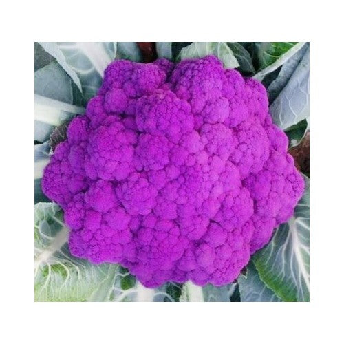 Pink Broccoli Seeds for Planting [neera-v5-5b139cedc7fea227c204]
