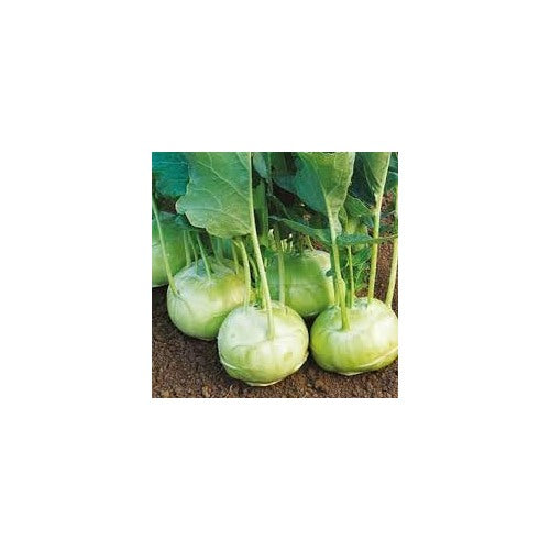 Kohlrabi Vegetable Seeds for Planting [neera-v5-5b221eb6441d20a55405]